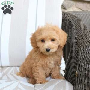 Nellie, Bich-Poo Puppy