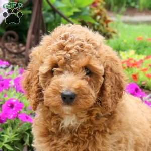 Nellie, Mini Goldendoodle Puppy