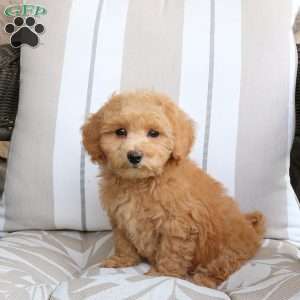 Nellie, Bich-Poo Puppy