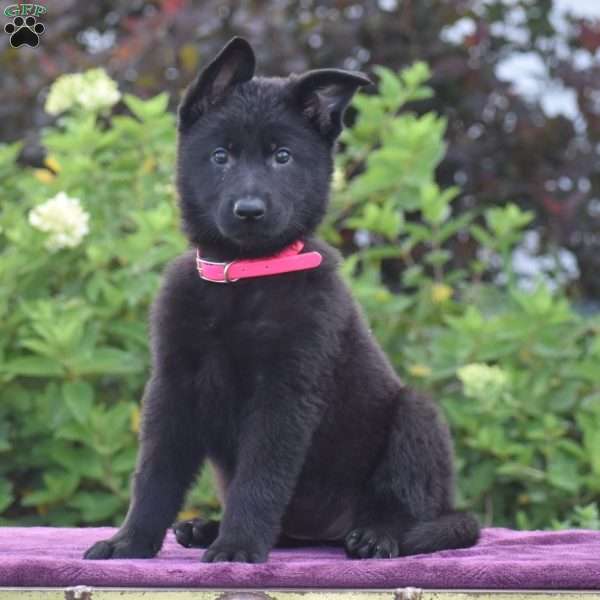 Nelly, German Shepherd Puppy