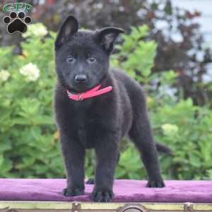 Nelly, German Shepherd Puppy