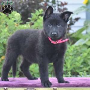 Nelly, German Shepherd Puppy