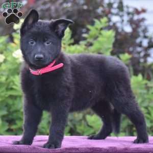 Nelly, German Shepherd Puppy