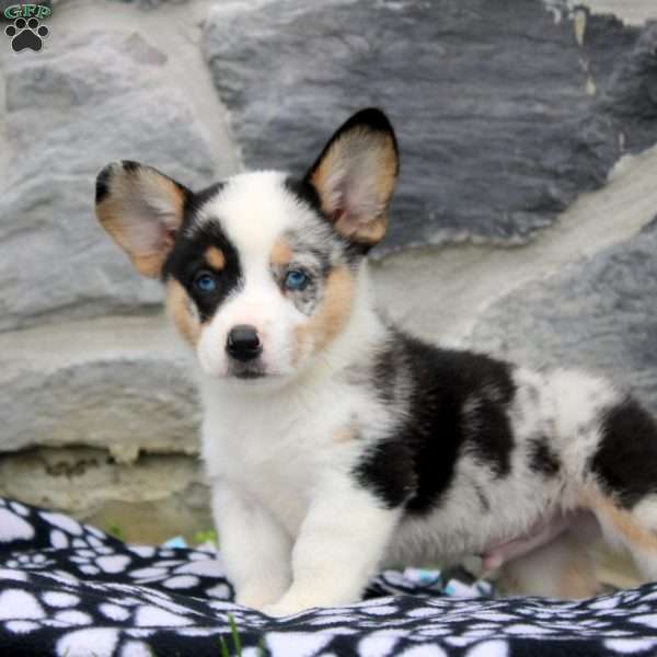 Nelson, Pembroke Welsh Corgi Puppy
