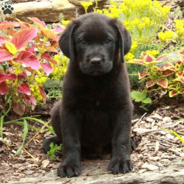 Nelson, Black Labrador Retriever Puppy