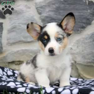 Nelson, Pembroke Welsh Corgi Puppy