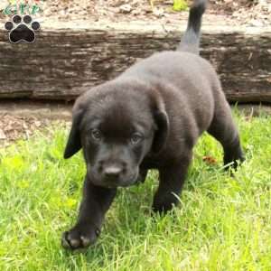 Nelson, Black Labrador Retriever Puppy