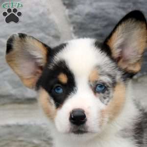 Nelson, Pembroke Welsh Corgi Puppy