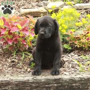 Nelson, Black Labrador Retriever Puppy