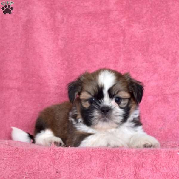 Neptune, Shih Tzu Puppy