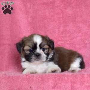 Neptune, Shih Tzu Puppy