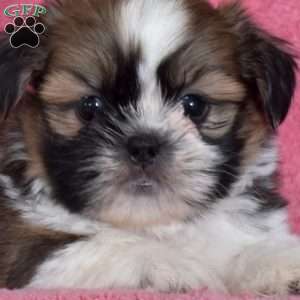 Neptune, Shih Tzu Puppy