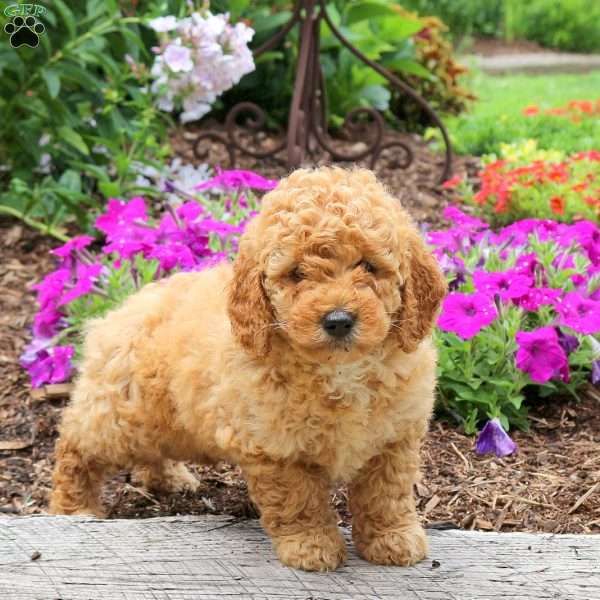 Nessa, Mini Goldendoodle Puppy