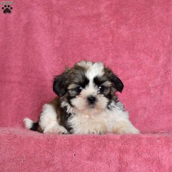 Nevin, Shih Tzu Puppy