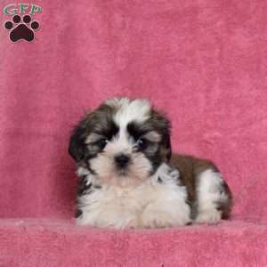 Nevin, Shih Tzu Puppy