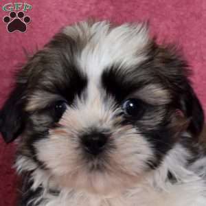 Nevin, Shih Tzu Puppy