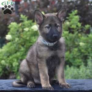 Nia, German Shepherd Puppy