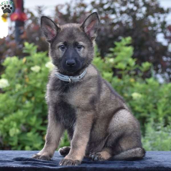 Nia, German Shepherd Puppy