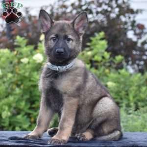 Nia, German Shepherd Puppy