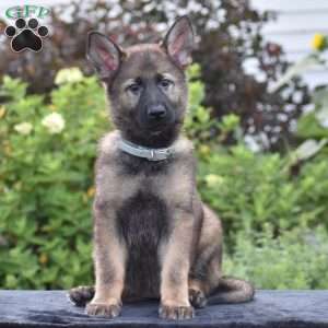 Nia, German Shepherd Puppy