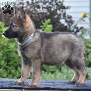 Nia, German Shepherd Puppy