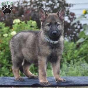 Nia, German Shepherd Puppy