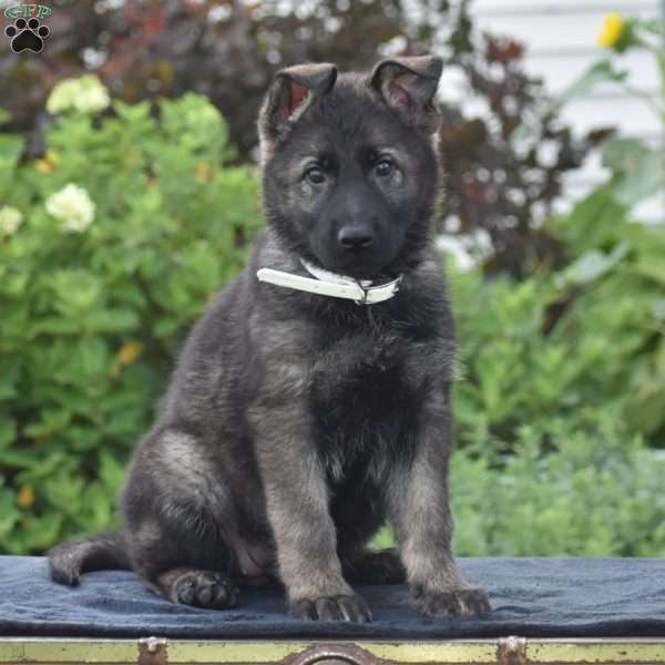 Nichole, German Shepherd Puppy