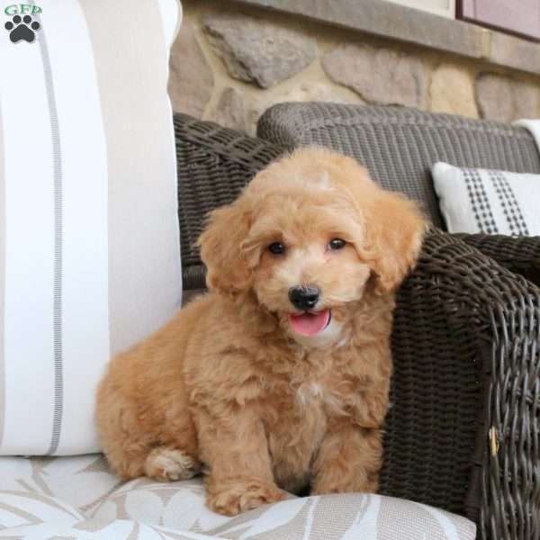 Nick, Bich-Poo Puppy