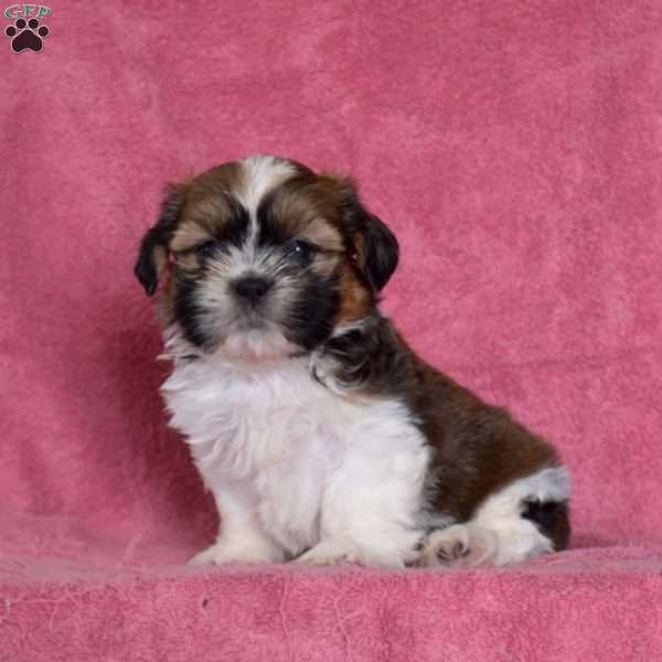Nick, Shih Tzu Puppy