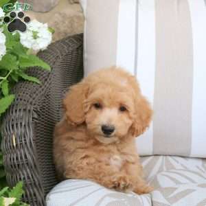 Nick, Bich-Poo Puppy