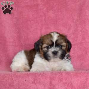 Nick, Shih Tzu Puppy