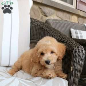 Nick, Bich-Poo Puppy