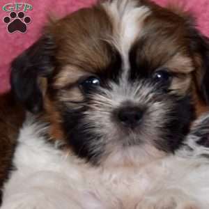 Nick, Shih Tzu Puppy