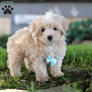 Nicky, Coton de Tulear Mix Puppy