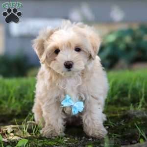 Nicky, Coton de Tulear Mix Puppy