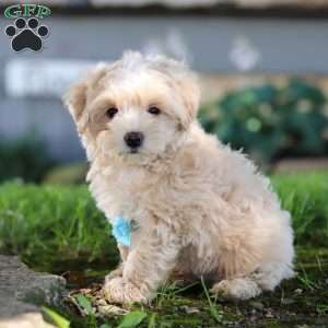 Nicky, Coton de Tulear Mix Puppy