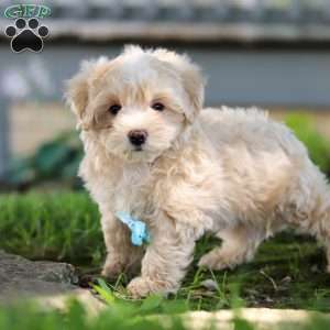Nicky, Coton de Tulear Mix Puppy