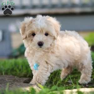 Nicky, Coton de Tulear Mix Puppy