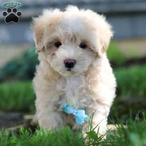 Nicky, Coton de Tulear Mix Puppy