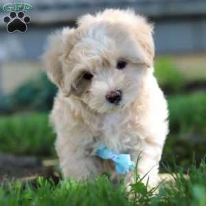 Nicky, Coton de Tulear Mix Puppy