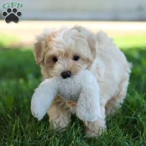 Nicky, Coton de Tulear Mix Puppy