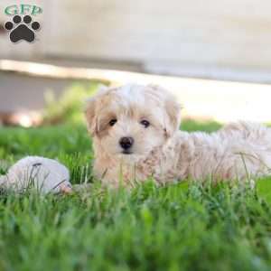 Nicky, Coton de Tulear Mix Puppy