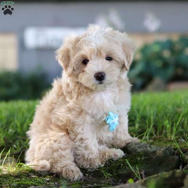 Nicky, Coton de Tulear Mix Puppy