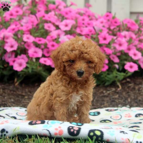 Nico, Toy Poodle Puppy