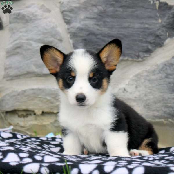 Nico, Pembroke Welsh Corgi Puppy