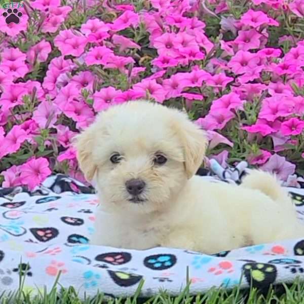 Nico, Teddy Bear Puppy