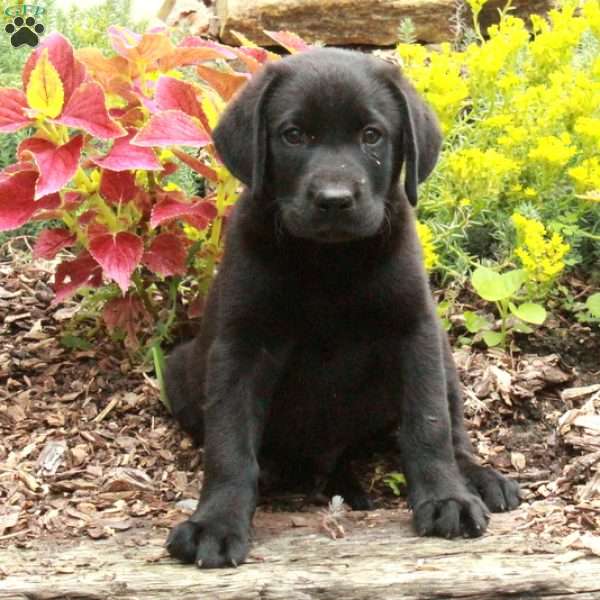 Nico, Black Labrador Retriever Puppy
