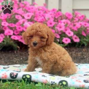 Nico, Toy Poodle Puppy