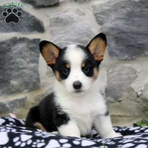 Nico, Pembroke Welsh Corgi Puppy