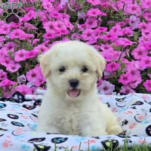 Nico, Teddy Bear Puppy